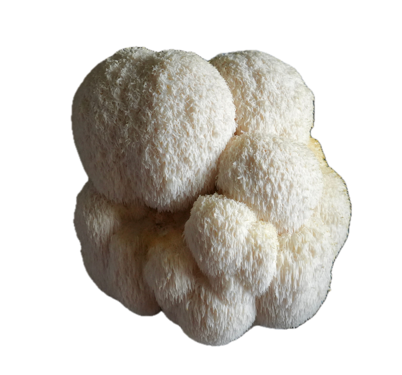 Lion's Mane