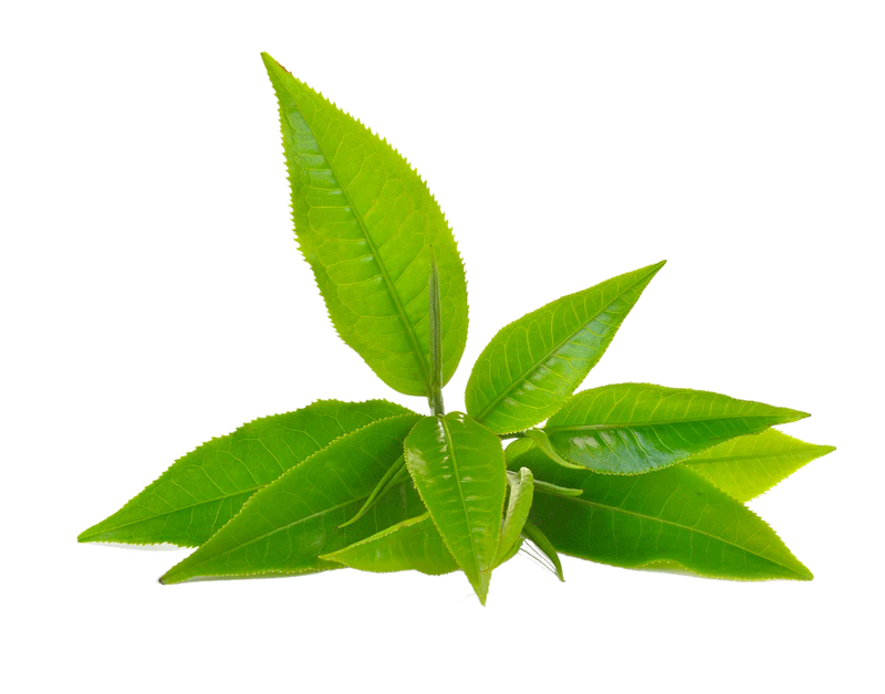 L-Theanine